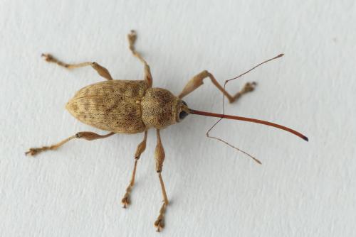 Réf. 189 687 : Curculio elephas